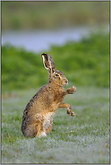 der Boxer... Feldhase *Lepus europaeus*