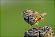 voller Energie... Wiesenpieper *Anthus pratensis*