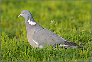 auf dem Land... Ringeltaube *Columba palumbus*