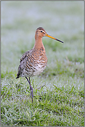 frühmorgens... Uferschnepfe *Limosa limosa*