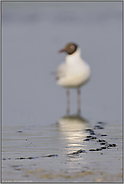 am Ende des Weges... Lachmöwe *Chroicocephalus ridibundus*