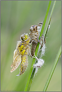 der Schlupf... Vierfleck *Libellula quadrimaculata*