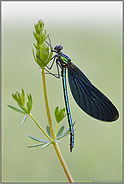 kostbar... Blauflügel-Prachtlibelle *Calopteryx virgo*