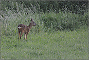 im Fellwechsel... Rehbock *Capreolus capreolus*