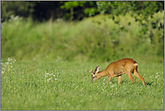 äsend... Rehbock *Capreolus capreolus*