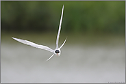 im Visier... Flußseeschwalbe *Sterna hirundo*