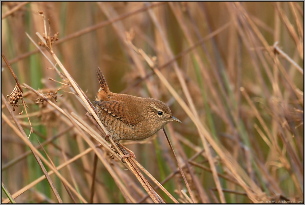 im Schilf... Zaunkönig *Troglodytes troglodytes*