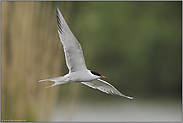 elegante Flieger... Flußseeschwalbe *Sterna hirundo*