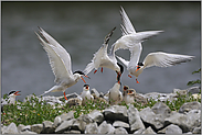 Gerangel... Flußseeschwalben *Sterna hirundo*