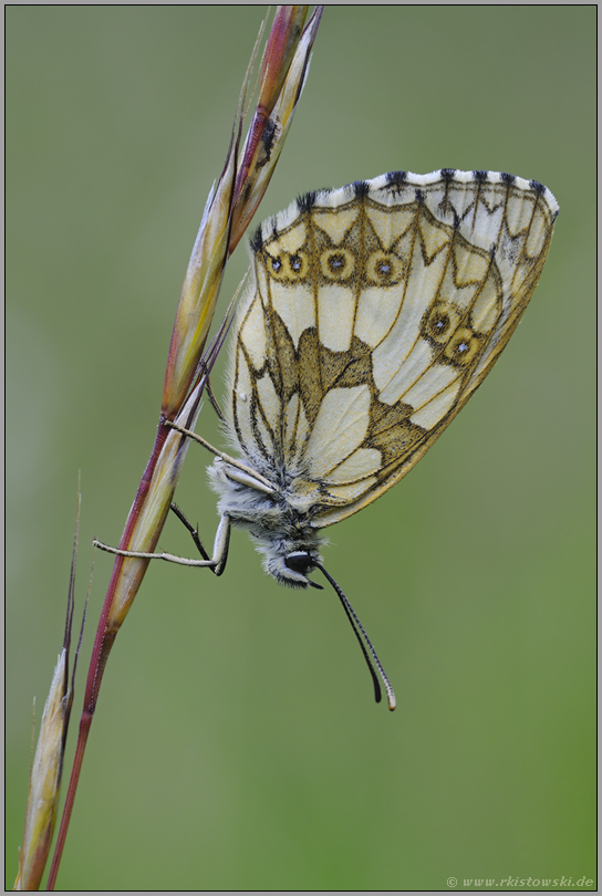 das Weibchen... Schachbrettfalter  *Melanargia galathea*