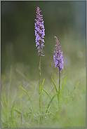 auffällig... Mücken-Händelwurz *Gymnadenia conopsea*