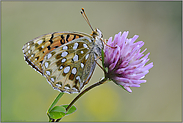 auf vier Beinen... Großer Perlmutterfalter *Argynnis aglaja*