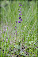 im Straßengraben... Braunrote Stendelwurz *Epipactis atrorubens*