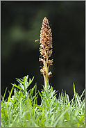 in praller Sonne... Große Sommerwurz *Orobanche elatior*