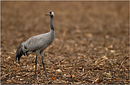 auf dem Winterzug... Kranich *Grus grus*