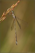 golden...  Gemeine Binsenjungfer *Lestes sponsa*