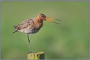 auf einem Bein... Uferschnepfe *Limosa limosa*