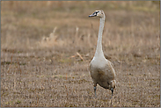 Nachwuchs... Höckerschwan *Cygnus olor*