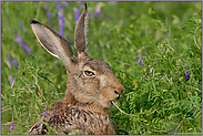 genußvoll... Feldhase *Lepus europaeus*