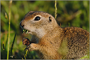 Im Abendlicht...   Europäisches Ziesel *Spermophilus citellus*