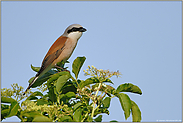 Rotrückenwürger "Vogel des Jahres 1985"... Neuntöter *Lanius collurio*