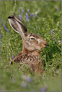 lange Löffel... Feldhase *Lepus europaeus*