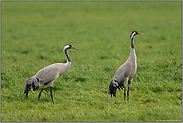 in der Wiese... Grauer Kranich *Grus grus*, zwei Kraniche im natürlichen Umfeld