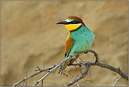 zurückgekehrt... Bienenfresser *Merops apiaster*