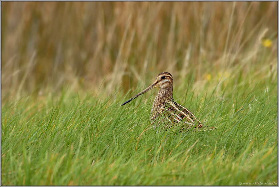 versteckt im Gras... Bekassine *Gallinago gallinago*