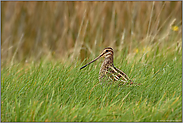 versteckt im Gras... Bekassine *Gallinago gallinago*