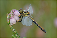 an der Glockenheide...  Schwarze Heidelibelle *Sympetrum danae*