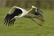 Abflug...  Weißstorch *Ciconia ciconia*