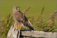 auf dem Gatter... Turmfalke, juv. *Falco tinnunculus*