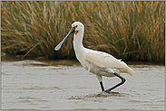 schlechtes Wetter... Löffler *Platalea leucorodia*