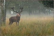 Morgenstund'...  Rothirsch *Cervus elaphus*