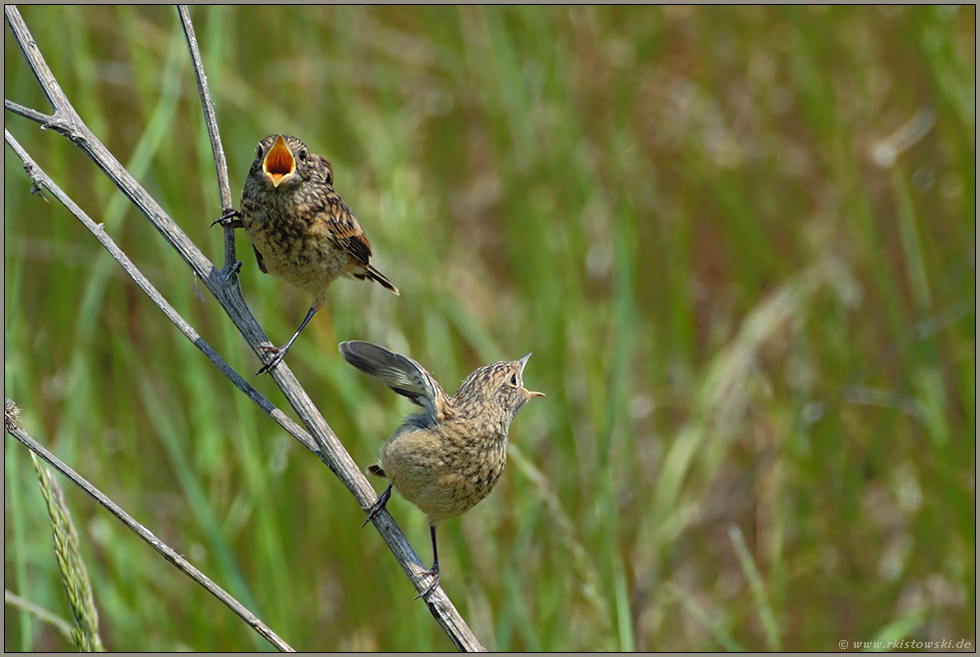 sperren... Schwarzkehlchen *Saxicola torquata*
