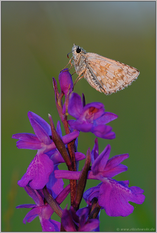 on top... Dickkopffalter auf Sumpfknabenkraut *Orchis palustris*