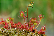 im Hochmoor...   Rundblättriger Sonnentau *Drosera rotundifolia*