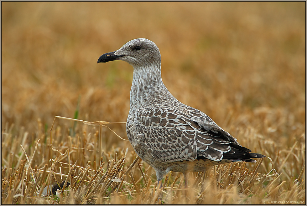 Erntezeit... Mantelmöwe *Larus marinus*