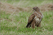 am Boden... Mäusebussard *Buteo buteo*