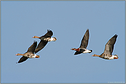 Exot am Niederrhein... Rothalsgans *Branta ruficollis*