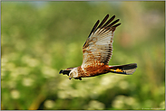 im Gaukelflug...  männl. Rohrweihe *Circus aeruginosus*