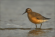 bei ansteigender Flut...   Knutt *Calidris canutus*