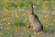 Osterhase... Feldhase *Lepus osterius*