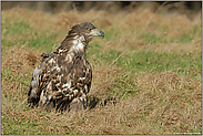 sichernd... Seeadler, juv. *Haliaeetus albicilla* (3/11)