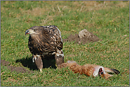 sichernd... Seeadler, juv. *Haliaeetus albicilla* (9/11)