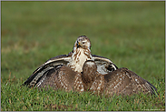 scharfer Blick...  Mäusebussard *Buteo buteo*