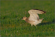 melodisch aber wehmütig...  Großer Brachvogel *Numenius arquata*