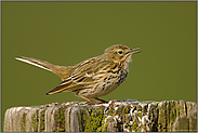 Wirtsvogel... Wiesenpieper *Anthus pratensis*