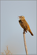 hoch oben... Schilfrohrsänger *Acrocephalus schoenobaenus*